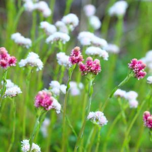 Antennaria dioica ‘Australis’ ‘ Cat’s ears – Pussy-toes ‘ Ladies Tobacco get a quote
