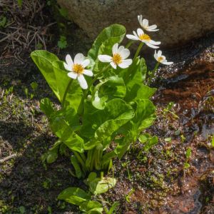 Caltha leptosepala – Alpine Marsh Marigold – Kingcup – Marsh Marigold – get a quote