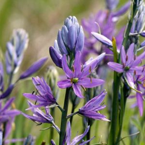 Camassia quamash – Cesulenta – Quamash – Swamp Sego – Quamash – Camas – Beargrass – get a quote