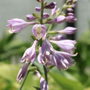 Hosta ‘Tokudama’ – Plantain Lily ‘Tokudama’ get a quote