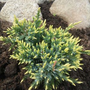 Juniperus squamata ‘Holger’ – Hollywood Juniper – Singleseed Juniper – Squamata Juniper – Sabina – Juniper get a quote