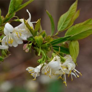 Lonicera fragrantissima – Winter Honeysuckle – Honeysuckle – Woodbine – get a quote