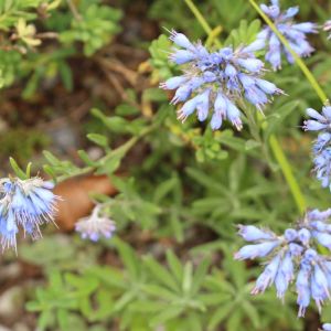 Moltkia x intermedia – Lithodora x intermedia – get a quote