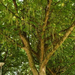 Pterocarya rhoifolia – Japanese Wingnut – Wingnut – get a quote