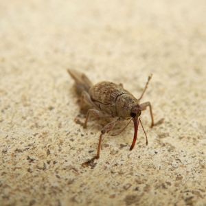 Large Chestnut Weevil – Curculio caryatrpes get a quote