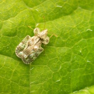 Chrysanthemum Lace Bug – Corythuca marmorata get a quote