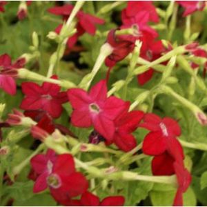 Nicotiana ‘Saratoga pink’ – Flowering tobacco – get a quote
