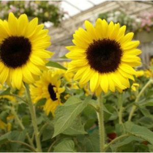 Helianthus ballad – Sunflower ‘Ballad’ – get a quote