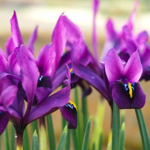 Iris l. ‘George’ – bulb get a quote