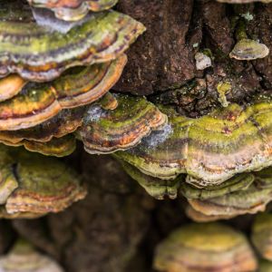 Bracket Fungi – Shelf fungi  – Polypores – Basidiomycetes get a quote