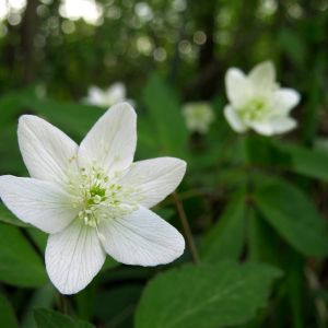 Anemone trifolia – Windflower get a quote