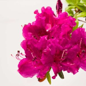 Rhododendron – Azalea x ‘Brilliant’ – Brilliant Azalea – get a quote