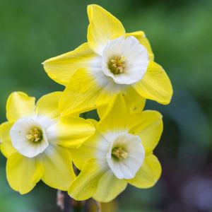 Narcissus ‘Pipit’ – Daffodil ‘Pipit’ get a quote