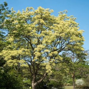 Phellodendron sachalinense – Sakhalin Cork Tree – Cork Tree – get a quote