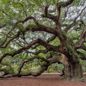 Quercus virginiana – Quercus virens – Live Oak – Oak – get a quote