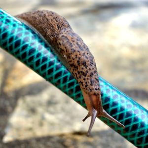 Great Gray Garden Slug – Spotted Garden Slug – Limax maximus get a quote