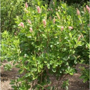 Clethra alnifolia ‘Ruby Spice’ – Sweet pepperbush – Summersweet – get a quote
