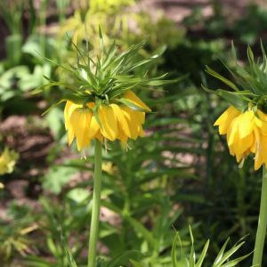 Fritillaria ‘Lutea Max’ – Fritillary – bulb get a quote