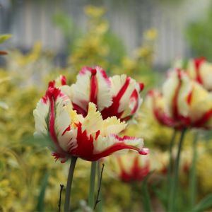 Tulipa ‘Flaming Parrot’ – Tulip ‘Flaming Parrot’ get a quote