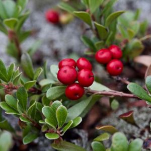 Arctostaphlos uva-ursi ‘Massachusettes’ – Bearberry – Manzanita get a quote