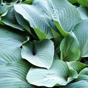 Hosta ‘Blue Skies’ – Plantain Lily ‘Blue Skies’ get a quote