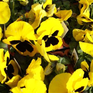 Pansy Promis yellow blotch get a quote