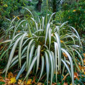 Phormium cookianum subsp. hookeri ‘Tricolor’ – Phormium colensoi – Mountain Flax – New Zealand Flax – get a quote