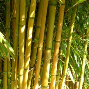 Phyllostachys auresulcata ‘Spectabilis’ – Yellow-groove Bamboo – get a quote