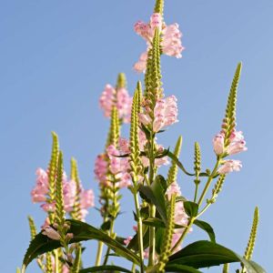 Physostegia virginiana ‘Rosea’ – Physostegia speciose – Obedient Plant – False Dragon Head – get a quote