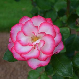 Rosa ‘Hannah Gordon’ – Rose ‘Korweiso’ – Rose ‘Raspberry Ice’ – get a quote