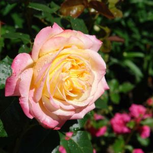 Rosa ‘Helen Naude’ – Rose ‘Helen Naude’ get a quote