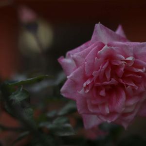 Rosa ‘Princess de Monaco’ – Rose ‘Preference’ – get a quote