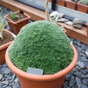 Abromeitiella brevifolia – Abromeitiella chlorentha – bromeliad get a quote