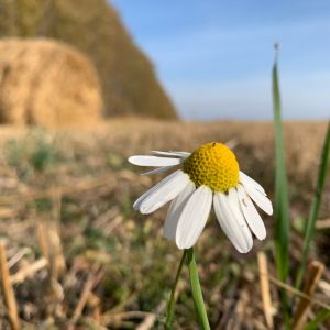 Chamaemelum nobile ‘Treneague’ – Anthemis nobilis ‘Treneague’ – Lawn Chamomile – Roman Chamomile – Chamomile get a quote