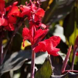 Canna ‘TyTy Red’ – Indian Shot – get a quote