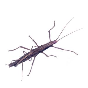 Twostriped Walkingstick – Anisomorpha buprestoides get a quote