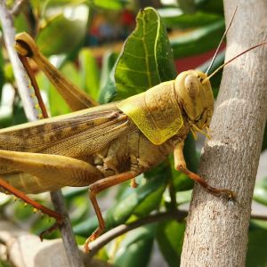 Carolina Grasshopper – Dissosteira Carolina get a quote