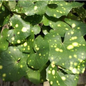 Ligularia tussilanginea ‘Aureo-maculata’ – Leopard plant – get a quote