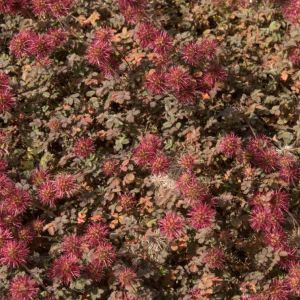 Acaena microphylla – New Zealand Burr – Bidi-bidi ‘ get a quote