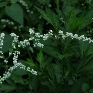 Artemisia ‘Guizhou’ – Artemisia kitadakensis ‘Guizhou’ – Mugwort – Sagebrush – Wormwood get a quote