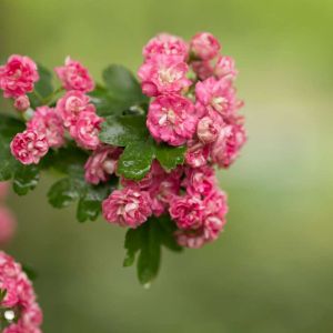 Crataegus laevigata ‘Rosea Flore Pleno’ – Crataegus oxyacantha of gardens – English Hawthorn – Quick Set Hawthorn – White Thorn – Midland Hawthorn- Hawthorn – May – get a quote