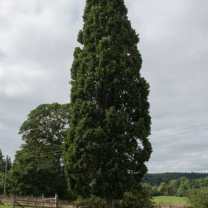 Quercus robur f. fastigiata – Quercus pedunculata – English Oak – Pedunculate Oak – Common Oak – Oak – get a quote