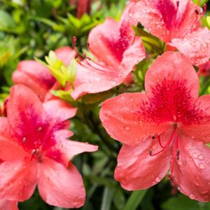 Rhododendron kaempferi – Torch Azalea – Kaempfer Azalea get a quote