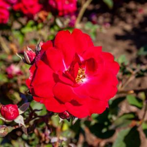 Rosa ‘Champlain’ – Rose ‘Champlain’ get a quote