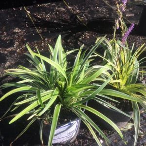Liriope muscari ‘Variegata’ – Liriope graminifolia var. densifllora – Liriope platyphylla – Big Blue Lilyturf – Lilyturf – get a quote