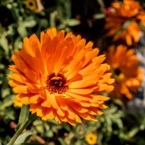 Calendula officinalis ‘Indian Prince’ – English Marigold – Pot Marigold – Marigold – get a quote