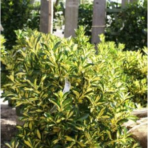 Euonymus – Japanese euonymus get a quote