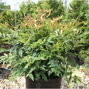 Nandina ‘Heavenly Gulf Stream’ – Heavenly bamboo – get a quote