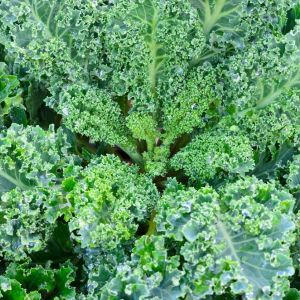 Kale – Curly Kale get a quote