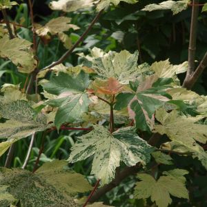 Acer pseudoplatanus ‘Simon Louis Freres’ ‘ ‘Sycamore Maple’ ‘ ‘Planetree Maple’ – Maple get a quote